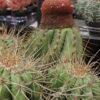 Melocactus Coroa de Frade