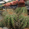 Melocactus Coroa de Frade - Image 2