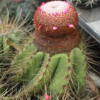 Melocactus Coroa de Frade - Image 3