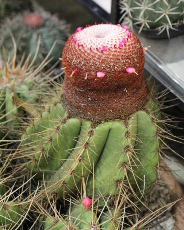 Melocactus Coroa de Frade - Image 3