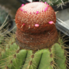 Melocactus Coroa de Frade - Image 4